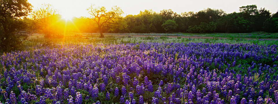 Sunrise in the hill country of Texas.