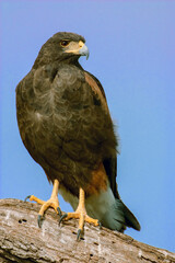 Linn, Texas, USA. Harris' hawk perched on a dead, fallen tree.