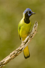 Linn, Texas, USA. Green jay (Cyanocorax yncas) perched on a dead branch.