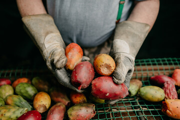 Prickly pears in farmer hands