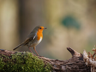 robin on a branch
