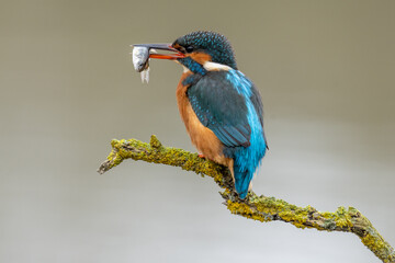 Kingfisher (Alcedo Atthis) European river hunting bird with distinctive blue and orange feathers.  Adult female with a fish in her beak perched against a blurred backdrop