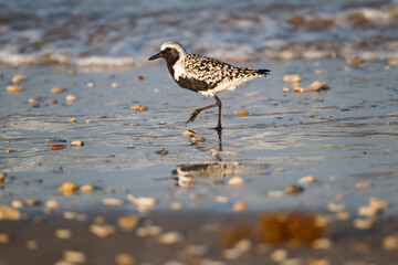 Black-bellied plover walking on wet beach.
