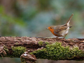robin on the branch