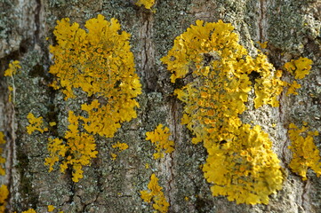 Yellow lichen on the bark of a tree.