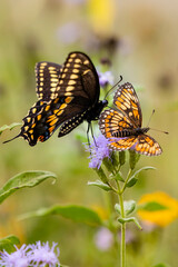 Black swallowtail butterfly.