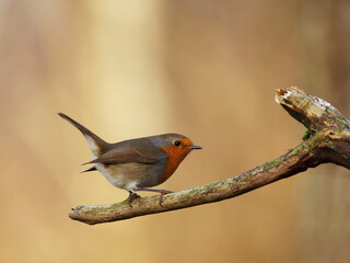 robin on a branch