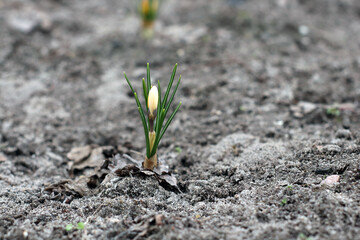 Krokusy ( crocus ) 