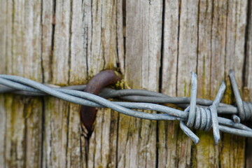 Barbed wire attached to a tree trunk with a rusty nail