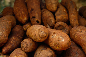 tuber group of cassava plant