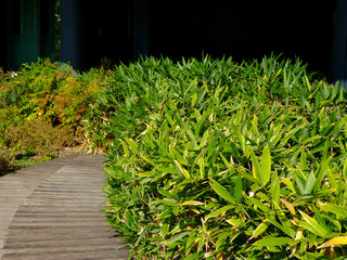 lush green foliage of hedge along urban garden and wooden plank walkway with blurry office building detail in the distance. summer streetscape in downtown business area. modern lifestyle concept.