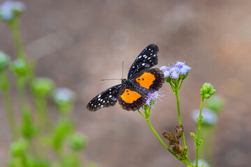 Crimson patch feeding.