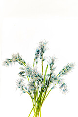 flowers on the white background