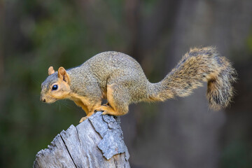 Eastern fox squirrel on stump.