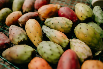 Harvested prickly pears