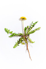 Obraz premium dandelion on the white background