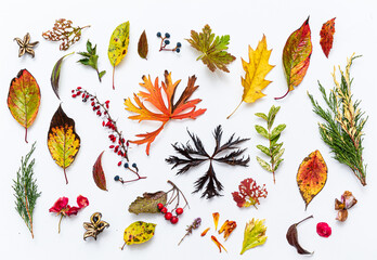 autumn leaves and berries on the white background