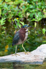 Tricolored heron in wetland.
