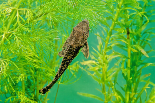 Hypostomus plecostomus, also known as the suckermouth catfish or the common pleco, is a tropical fish belonging to the armored catfish family (Loricariidae)