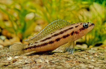  Julidochromis ornatus Golden julie