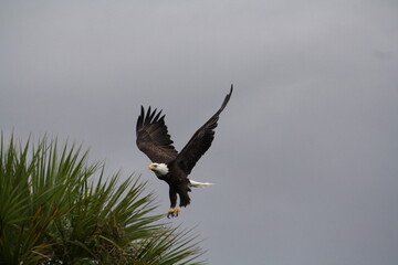 Bald eagle