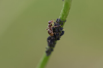 ant eating lice on a flower