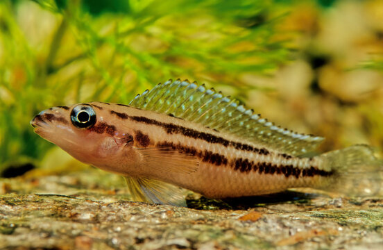  Julidochromis Ornatus Golden Julie