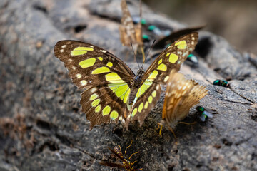Malachite butterfly feeding.