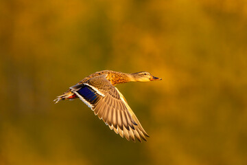 Mallard female flying.
