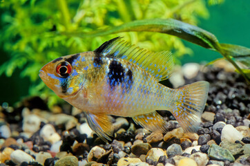 Ram cichlid