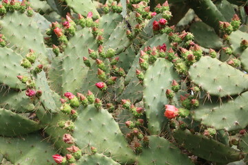 Opuntia ficus-indica with red buds and flowers in Palermo, Sicily Italy