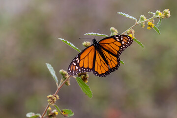 Monarch butterfly sunning.