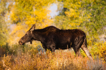 Moose foraging.