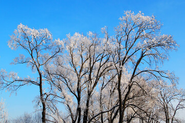 Fototapeta na wymiar Trees in the snow. Natural background