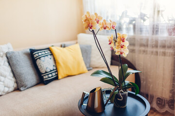 Interior of living room. Yellow orchid in blossom blooming on coffee table by watering can. Home decorated with flowers