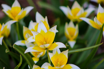yellow and white tarda tulips