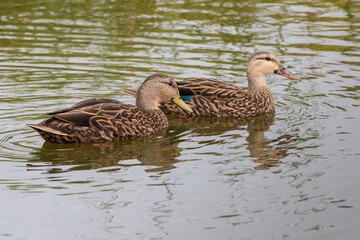 Mottled duck pair.