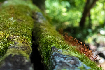 close up of moss on a log fence rail