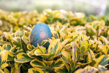 Ready for an Easter eggs hunt? A light blue egg lays on the top of a green and yellow bush, waiting...