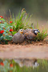 Northern bobwhite quail pair feeding.
