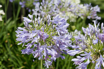 purple Agapanthus flower in a garden . springtime