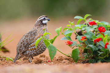 Northern bobwhite standing.
