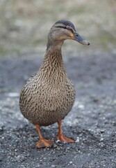 Portrait- Stockente posiert stolz im Federkleid 