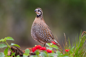 Northern bobwhite standing.