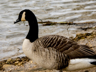 country goose on the beach