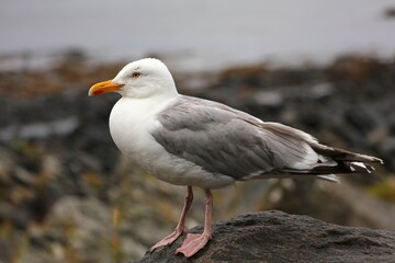 Fototapeta na wymiar European herring gull (Larus argentatus). Birdwatching in Norway.