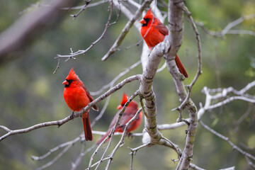 Northern cardinal males in habitat.