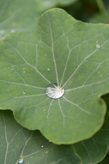 A drop of water on a leaf A drop of dew in a flower garden A drop of water in a garden in spring