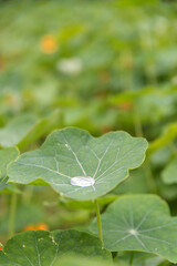A drop of water on a leaf A drop of dew in a flower garden A drop of water in a garden in spring Water drops on a green leaf 