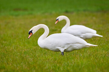 Mute swans male and female on a field (Cygnus olor)